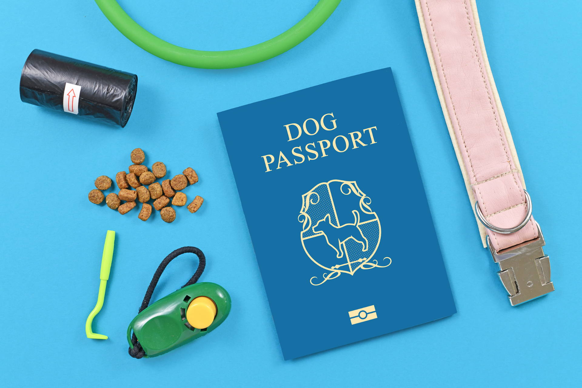 Kedi ve Köpek Pasaportu Tercümesi Nedir? Yurt Dışı Seyahat İçin Gerekli mi?