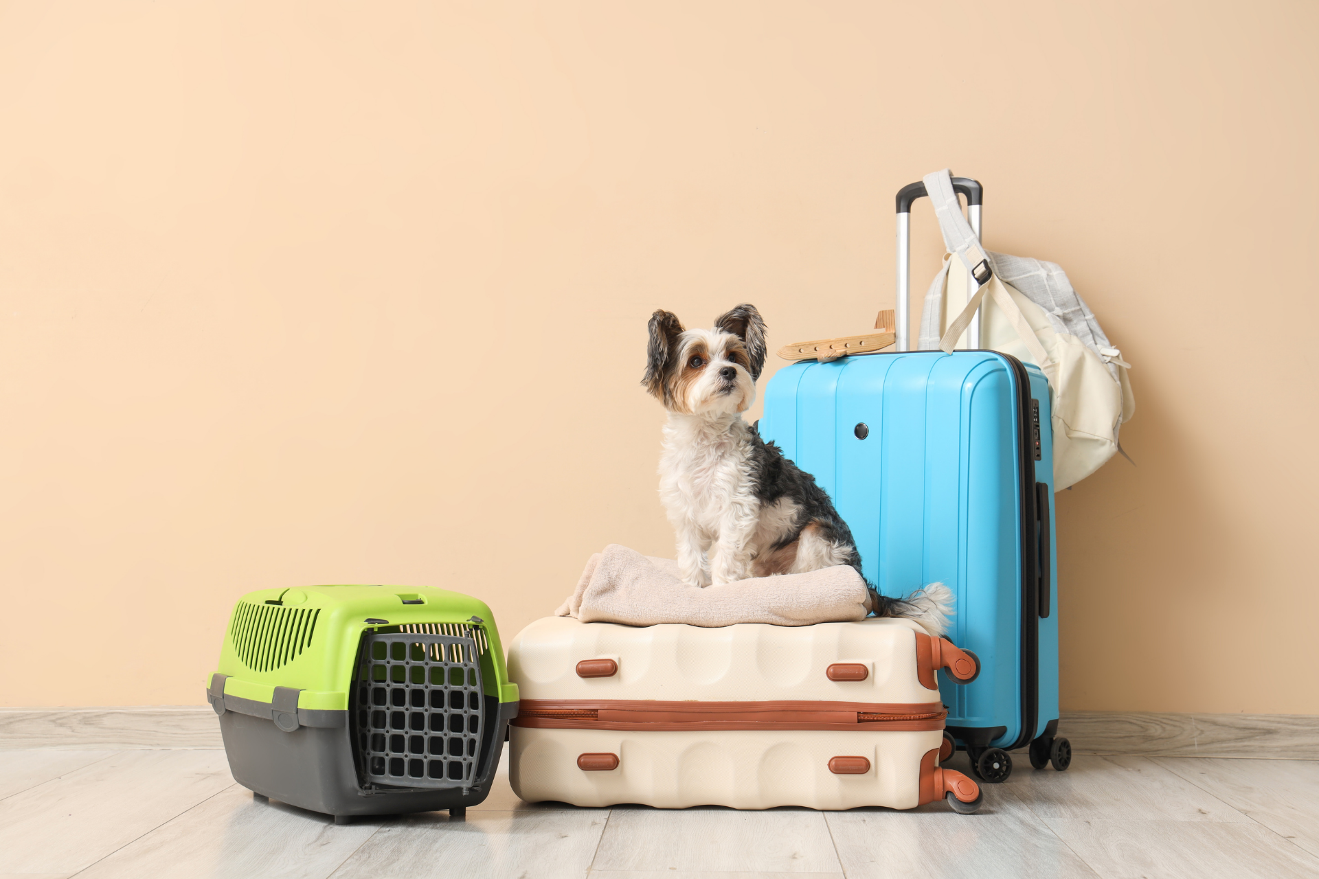 Yurt Dışına Kedi veya Köpek Götürmek İçin Gerekli Belgeler Nelerdir?